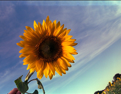 Taste of sunflower / Film photography