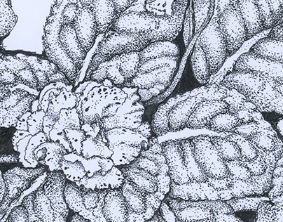 Botanical Pen Art