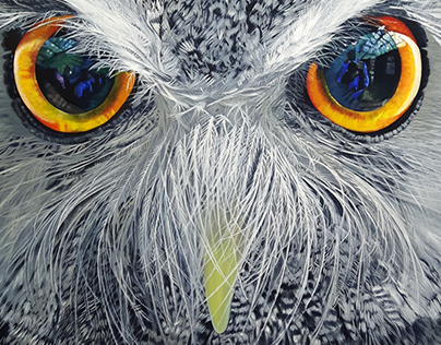 White-Faced Scops Owl - 2016