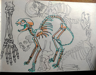 Skeletons and bones
