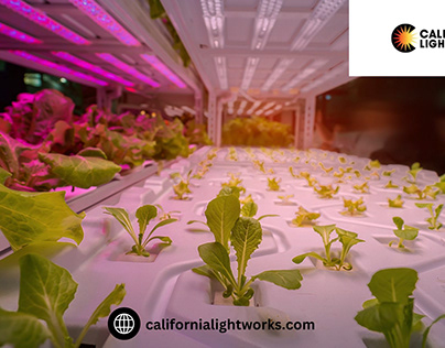 Indoor Garden with the Best LED Grow Lights