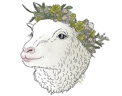 Lamb - Illustration