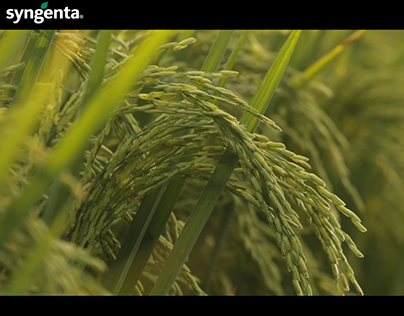 Rice Grower Testimonial - Amistar Top Syngenta Pk