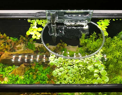 Best Floating Plants For Betta Shrimp and Betta