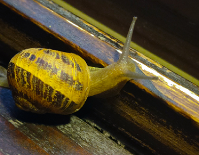 Snails Photography