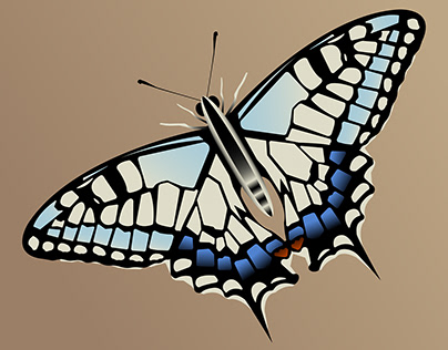 butterfly swallowtail