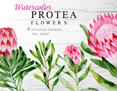 Protea flowers