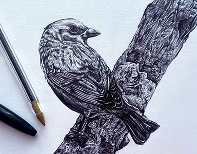 Tree Sparrow Biro Drawing