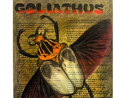 Goliathus