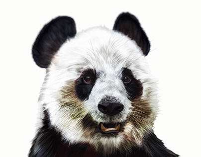 Illustration: Giant Panda