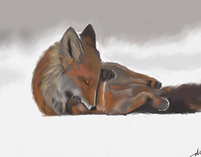 Fox with an itch