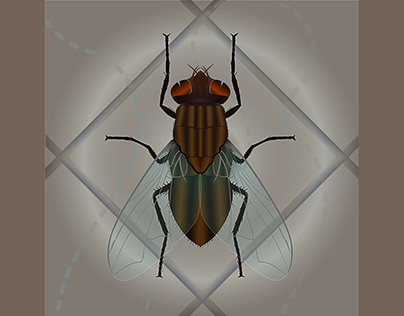Housefly - Musca domestica