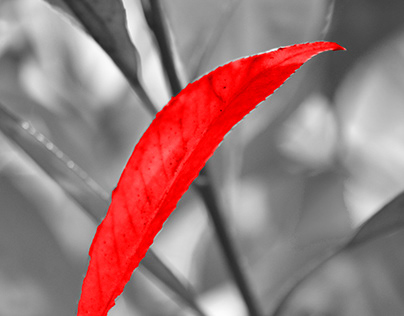 Red In Nature