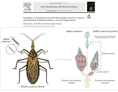 The kissing bug biology reprodutive system physiology