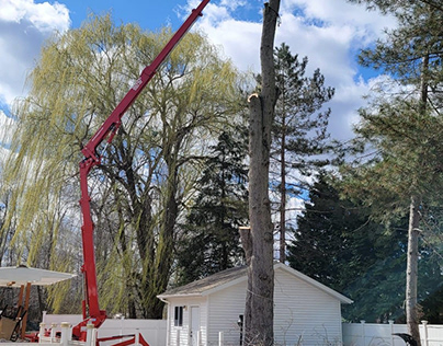 Tree Service in Syracuse NY