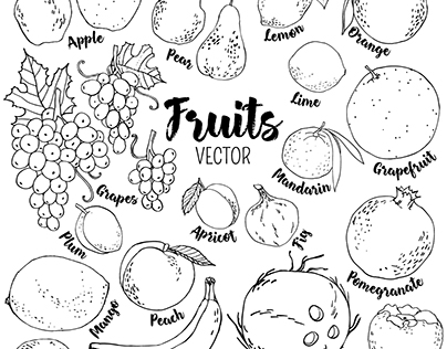 Vector fruits and berries