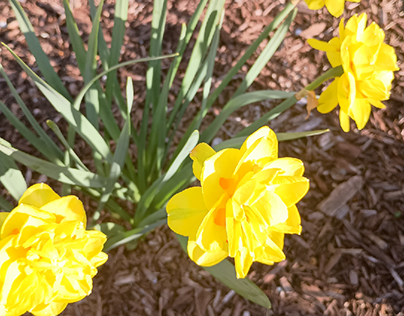 Five Daffodils in Semi- Circular Pattern