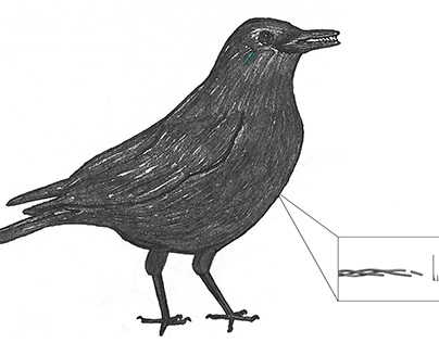 Bird ancestor analysis