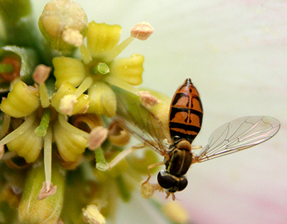 Bee in a Bouquet