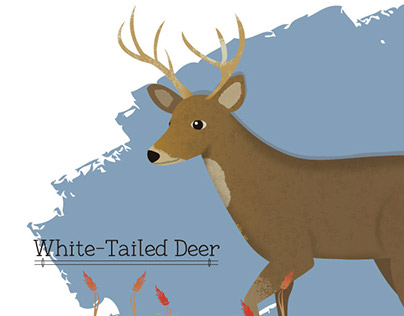 Odocoileus virginianus -- White-Tailed Deer