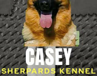 Casey Shepherd Kennel Logo