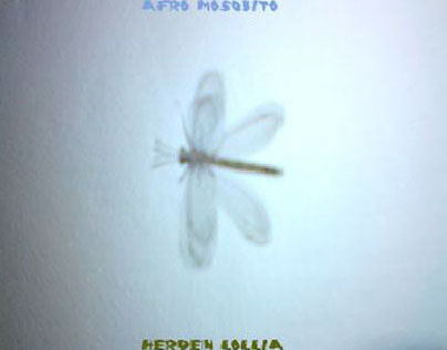 Afro Mosquito-Herden Lollia / No Document 2