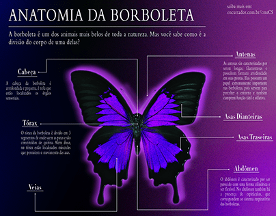 Infográfico | A Anatomia da Borboleta