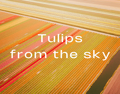 Aerial Project #31 : Tulips from the sky