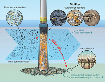 Offshore Wind Farm | Illustrations for scientific paper