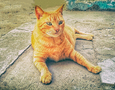 Cat Session -Mobile Photography