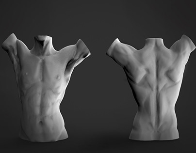 Torso anatomy sculpt