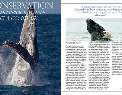 Humpback Whale Article