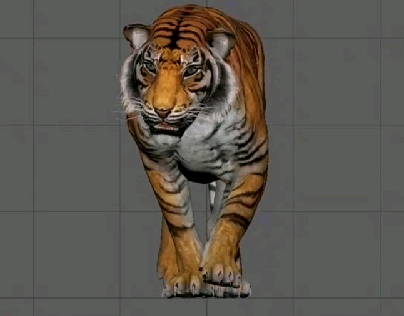 Animation of the tiger