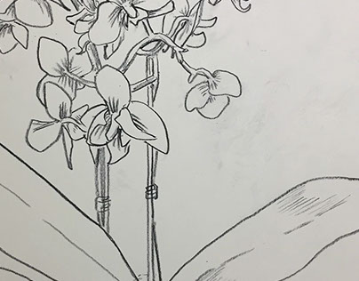 Sketch of Orchids