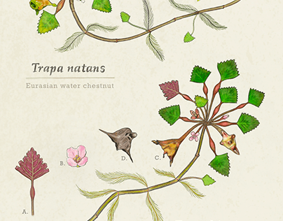 Invasive Trapa Botanical Illustration