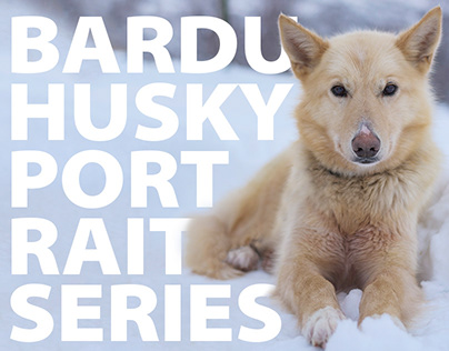 Bardu Huskies - A Sled Dog Portrait Series