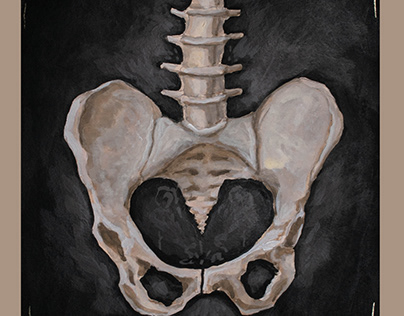 Pelvis Bone Composition - Illustration