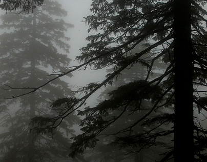 Trees in the fog of Lantau Peak's Heilongjiang sky gard