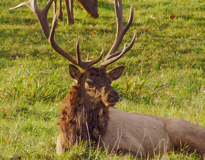 Pennsylvania Elk Country