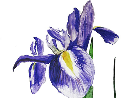 Flowers (watercolor)
