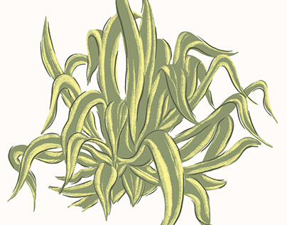 LA flora series / agave