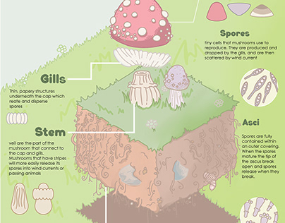 Mushroom Infographic - Theo Rivera