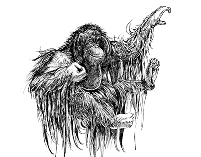 Orangutan's artistic illustration