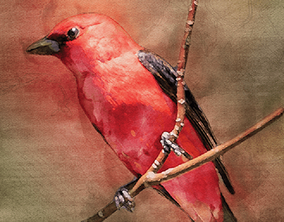 Scarlet Tanager_Digital Watercolors Series_7