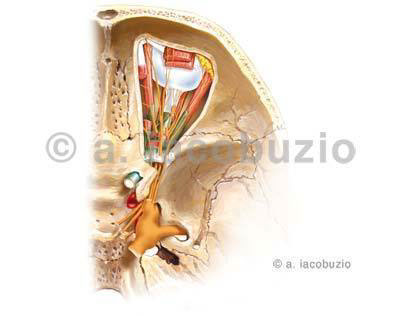 anatomical illustration