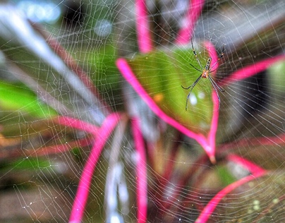 Spider and web.