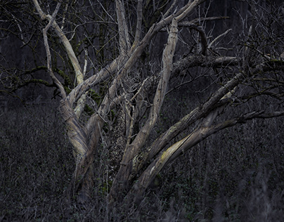 Winter Dark | The Elder Forest