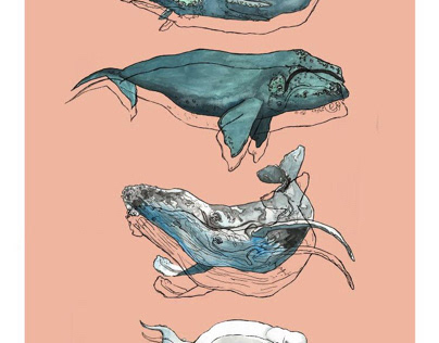 Whale Illustrations