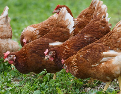 For hens, the outdoor range provides an environment