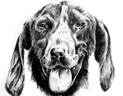 Fast "Under Ten Minutes" DOG Sketch
